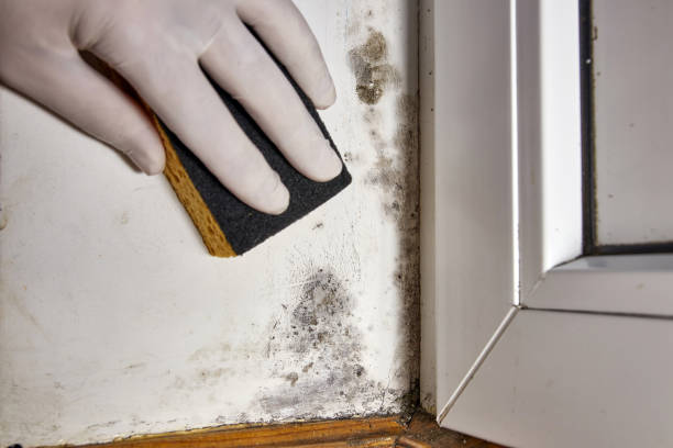 Best Emergency Mold Remediation  in Pine Hill, NJ