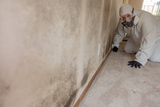 Best Asbestos and Lead Testing During Mold Inspection  in Pine Hill, NJ